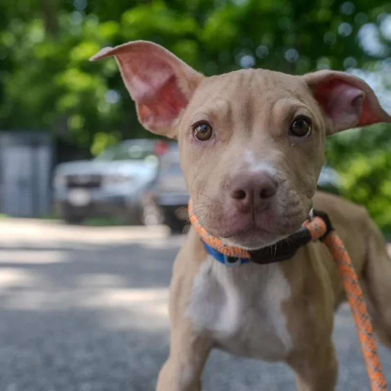 A baby medium-sized male Yellow / Tan / Blond / Fawn Pit Bull Terrier dog named Hazelnut for adoption in Pawling, NY