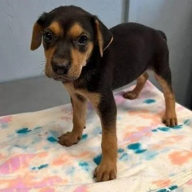 A baby small-sized female Black Hound dog named Maybelle for adoption in Hattiesburg, MS