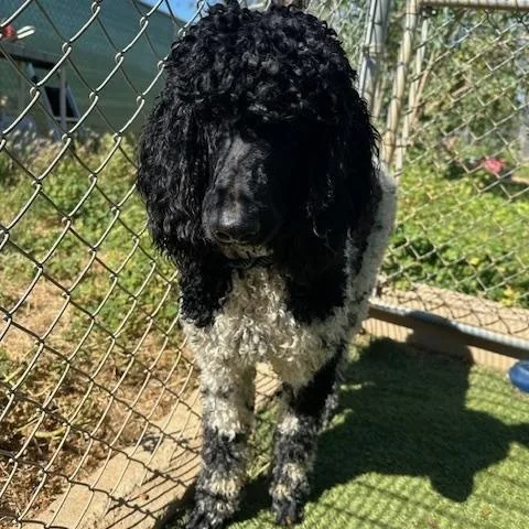 A young large-sized male White / Cream Standard Poodle dog named Vuitton for adoption in Agua Dulce, CA