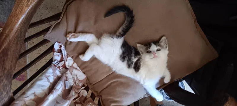 A baby small-sized female Domestic Short Hair cat named Purrari for adoption in Santa Cruz, CA