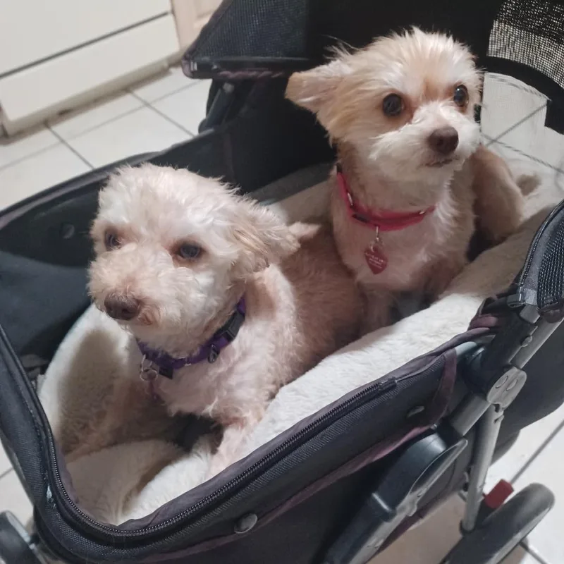 An adult small-sized female Yellow / Tan / Blond / Fawn Chihuahua dog named Pippi for adoption in Sarasota, FL
