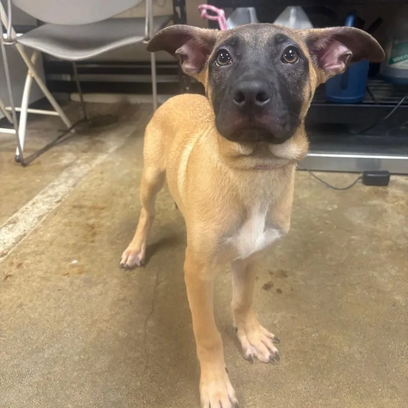 A baby small-sized male Pug dog named Spruce for adoption in Easton, PA