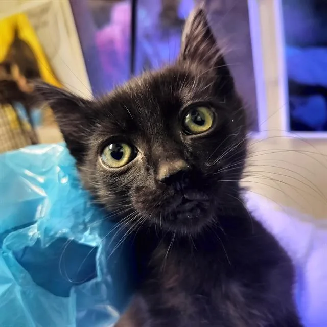 A baby small-sized male Domestic Short Hair cat named Elbert for adoption in Pueblo, CO