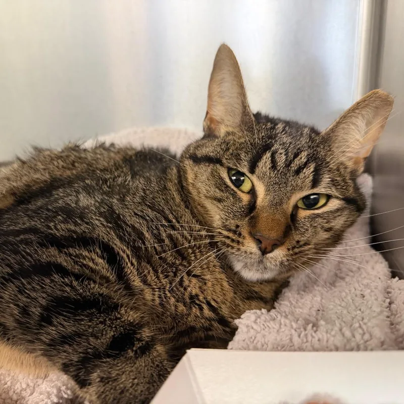 An adult medium-sized female Brown / Chocolate Domestic Short Hair cat named Penelope for adoption in Perkiomenville, PA