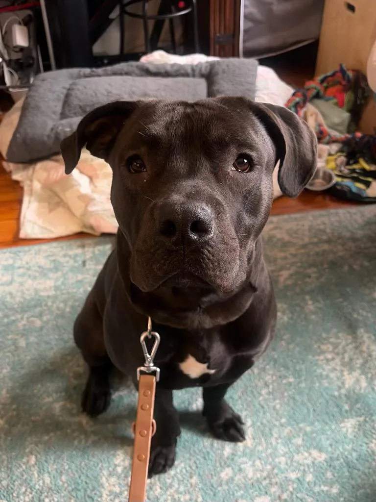 An adult large-sized male Brown / Chocolate Mixed Breed dog named Lu for adoption in Vassalboro, ME
