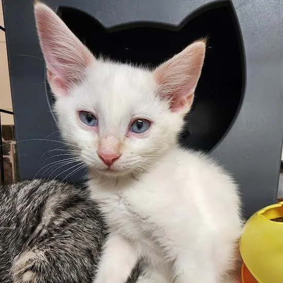 A baby small-sized female Flame Point Domestic Short Hair cat named Marshmellow for adoption in Columbus, NC