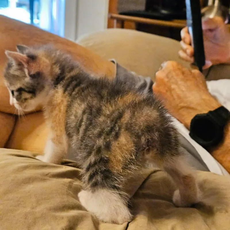 Buttercup thumbnail 2