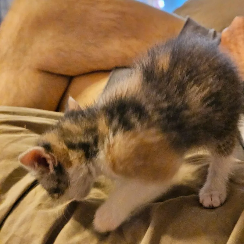 Buttercup thumbnail 3