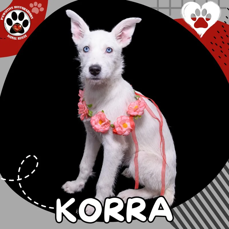A baby medium-sized female White / Cream Standard Schnauzer dog named Korra for adoption in Aurora, CO
