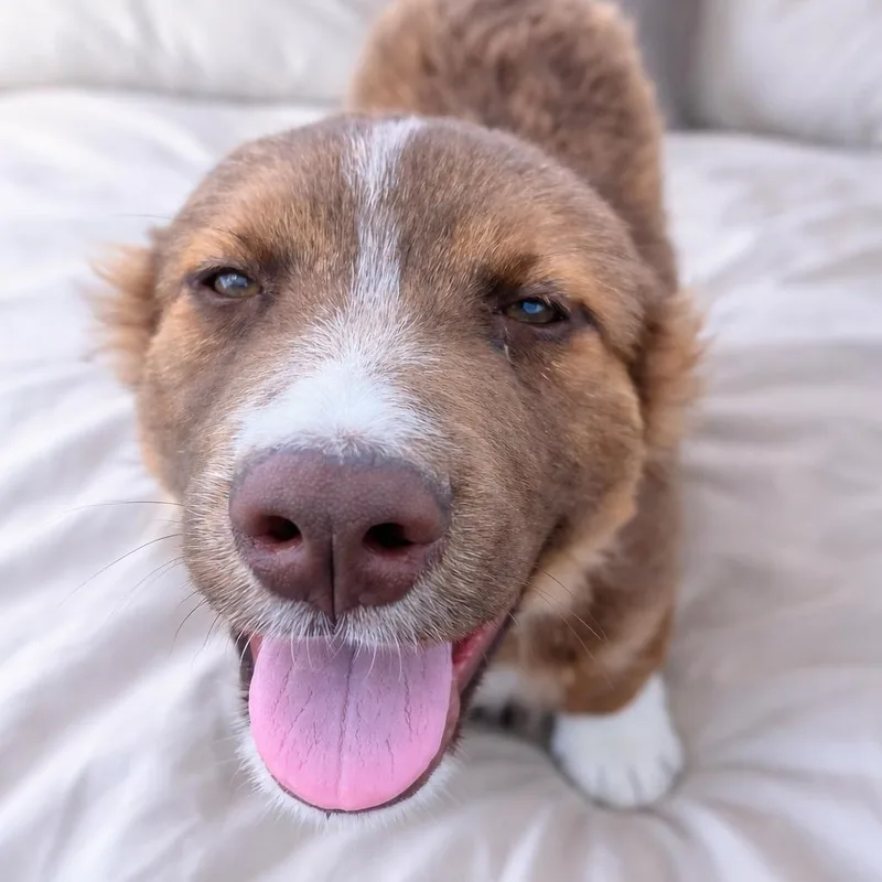 Rollo – The Cutest thumbnail 4