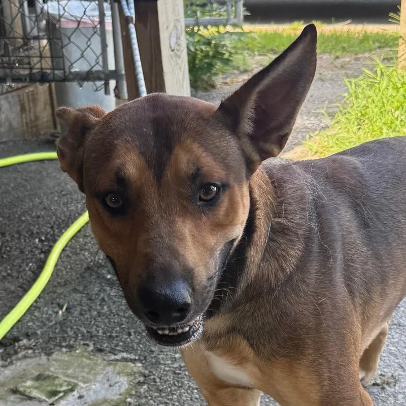 A young medium-sized male Sable Shepherd dog named Grover for adoption in Jacksonville, AR