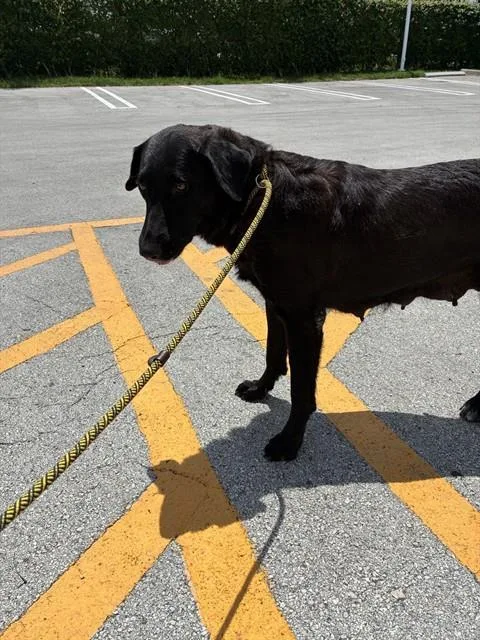 An adult large-sized female Labrador Retriever dog named Lisa for adoption in Miami, FL
