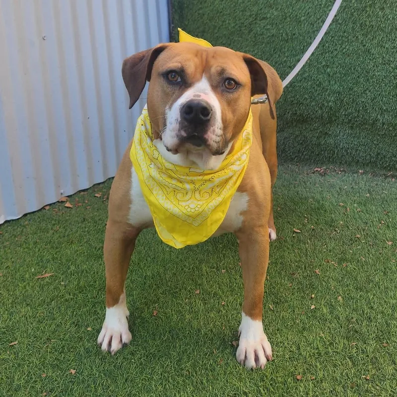 An adult medium-sized female Brown / Chocolate Black Mouth Cur dog named Mazi for adoption in Oak Point, TX
