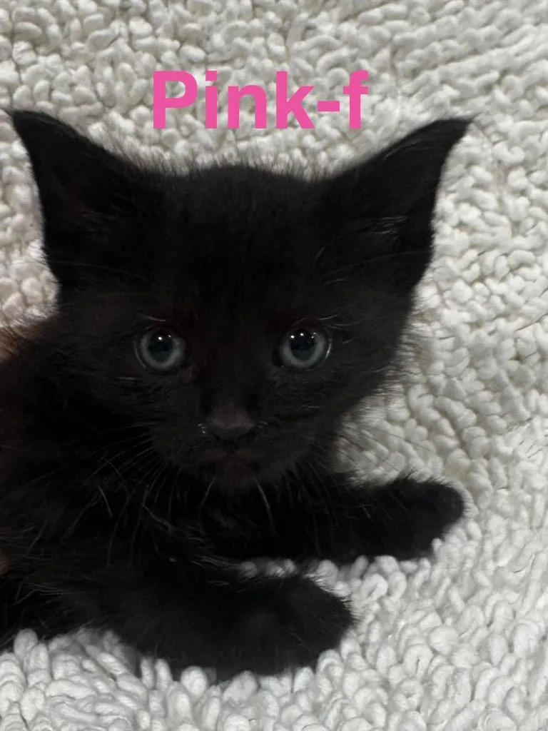 A baby small-sized female Domestic Short Hair cat named Pink for adoption in Brookhaven, MS