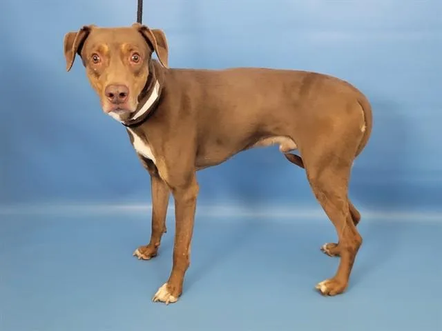 An adult large-sized male Catahoula Leopard Dog dog named Zeus for adoption in Colorado Springs, CO