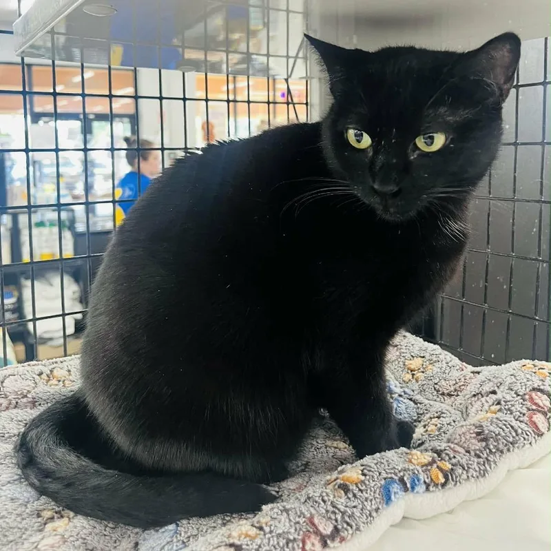 An adult medium-sized female Black Domestic Short Hair cat named Tiamat for adoption in Fort Lauderdale, FL