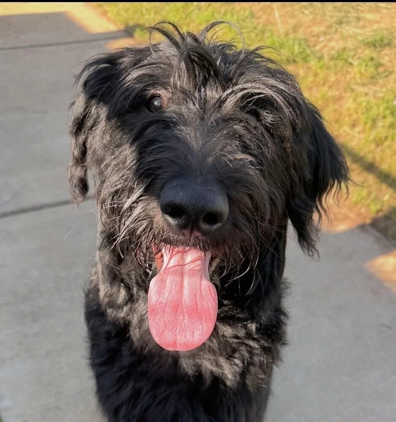 Pup Schnoodle thumbnail 2