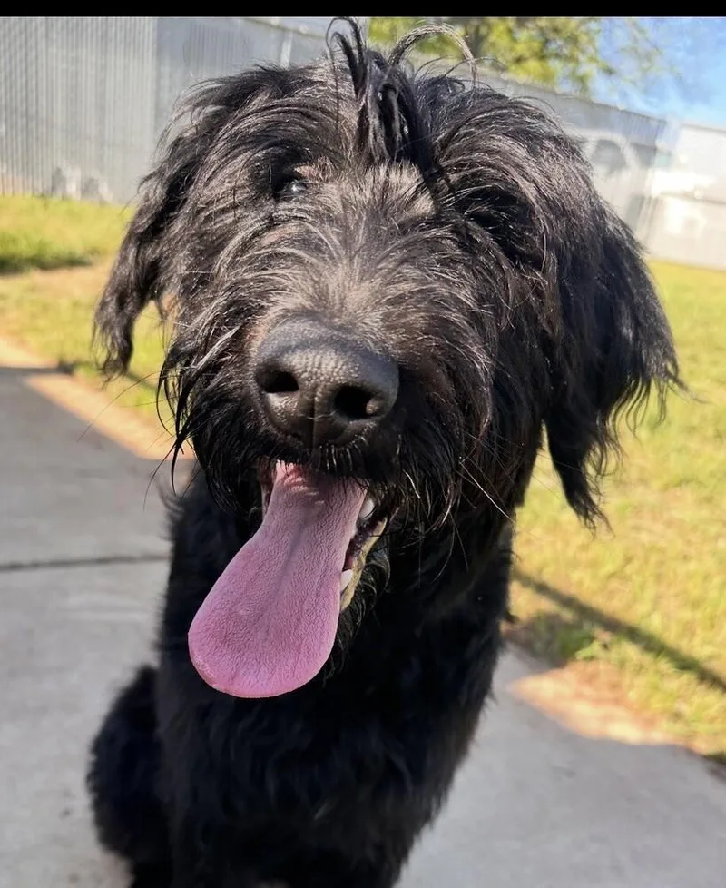 Pup Schnoodle thumbnail 3