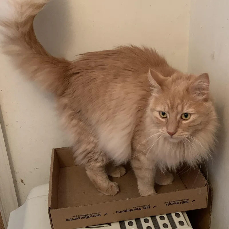 Robbie  Handsome Long thumbnail 3