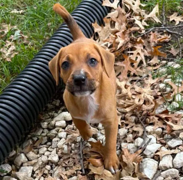 A baby medium-sized male Boxer dog named Jackson for adoption in Kansas City, KS