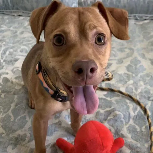 A young small-sized male Yellow / Tan / Blond / Fawn Chihuahua dog named Timmy for adoption in San Juan Capistrano, CA