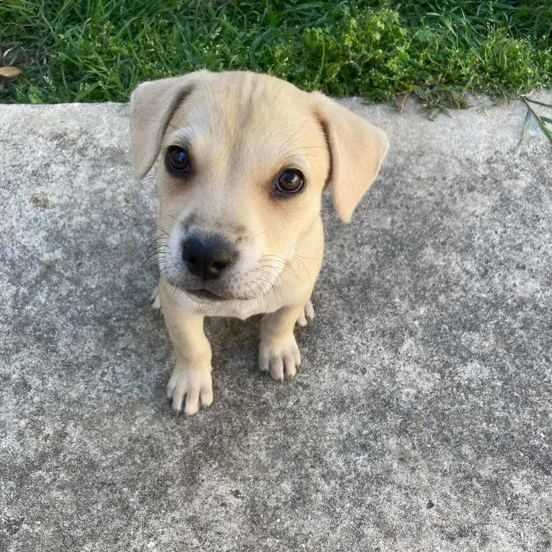 Joni Mitchell thumbnail 2