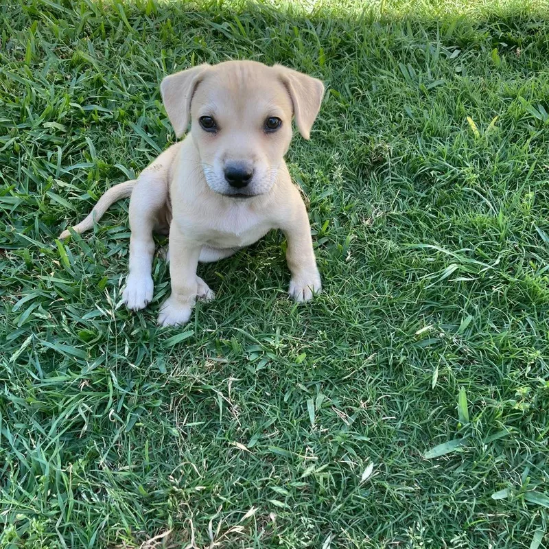 Joni Mitchell thumbnail 3