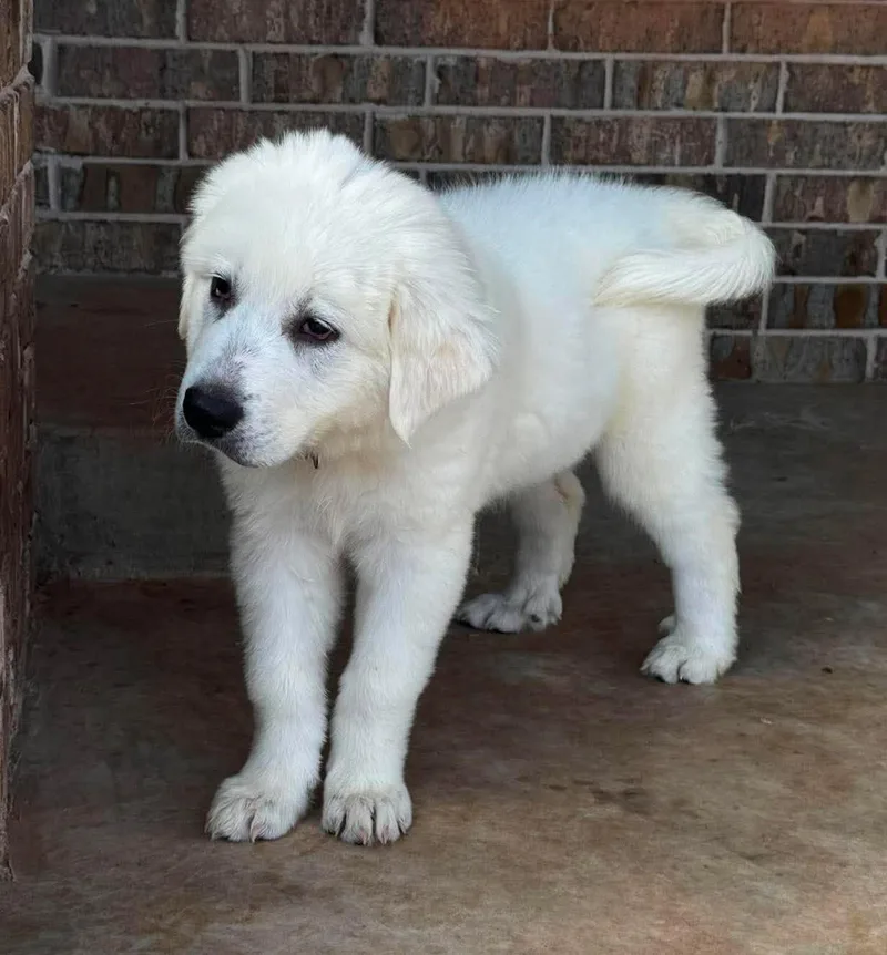 A baby large-sized female White / Cream Great Pyrenees dog named Enola Holmes for adoption in Kiowa, OK