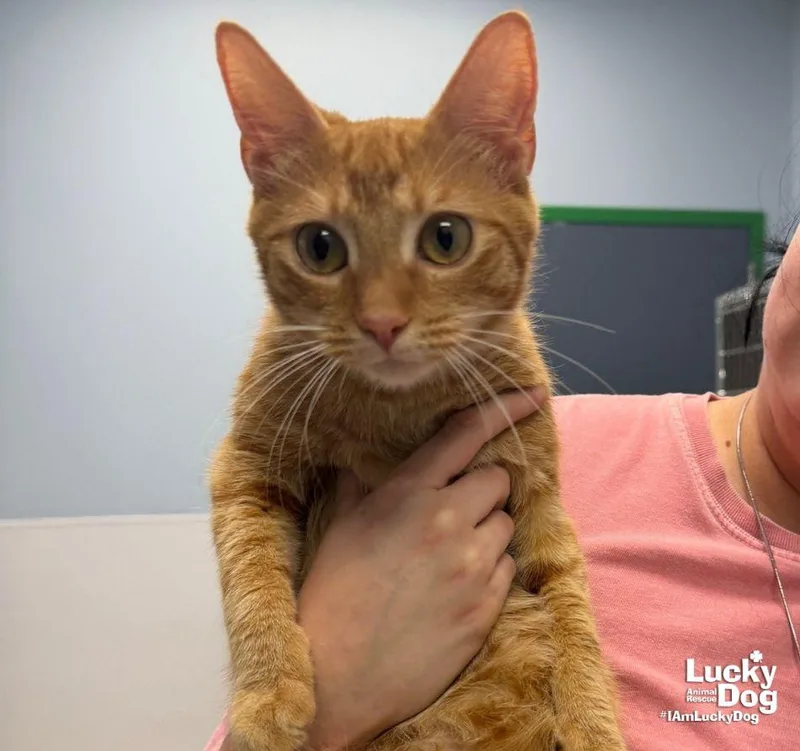 An adult medium-sized female Orange / Red Domestic Short Hair cat named Swan for adoption in Washington, DC