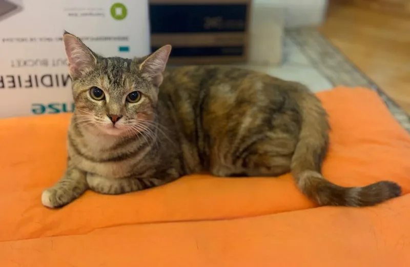 A baby small-sized female Domestic Short Hair cat named Madeline for adoption in San Antonio, TX