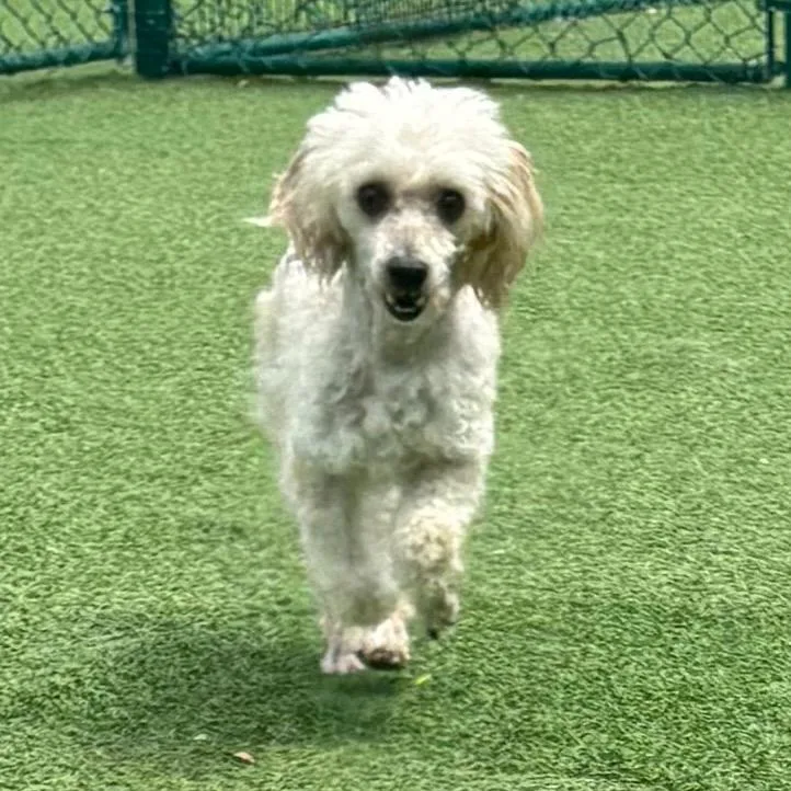 A young small-sized male White / Cream Miniature Poodle dog named Noodle Boy for adoption in LOXAHATCHEE, FL