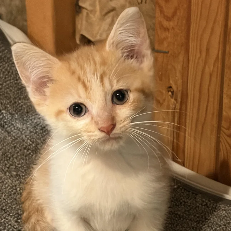 A baby large-sized male Orange & White Domestic Short Hair cat named Rusty for adoption in brant, MI