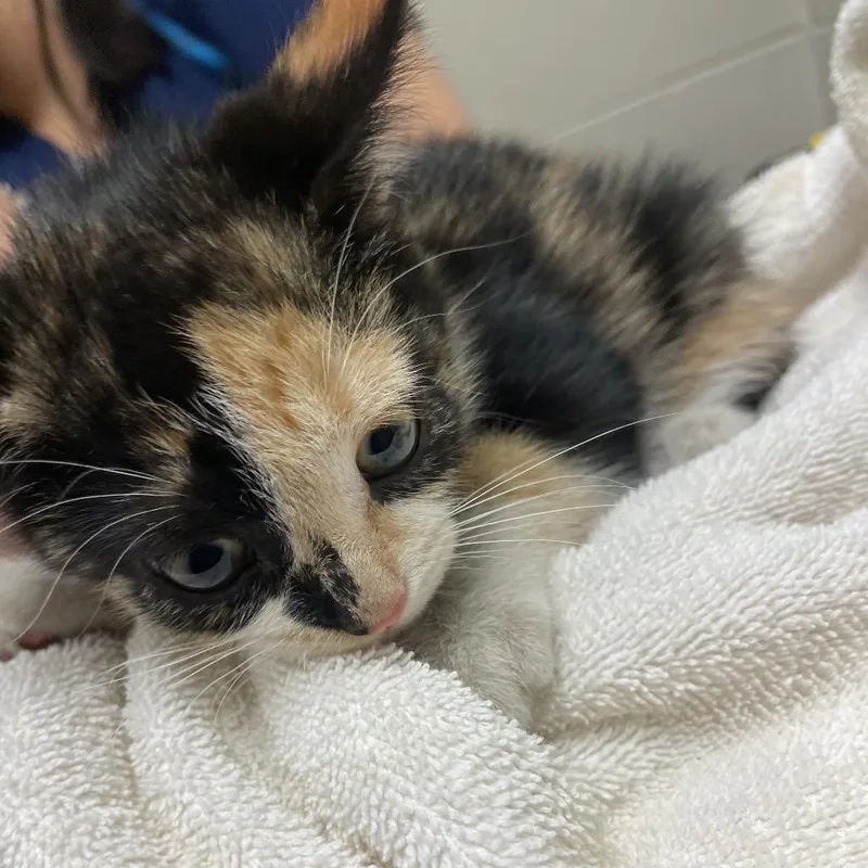 A baby small-sized female Black Domestic Short Hair cat named Chuchu for adoption in Bristol, IN