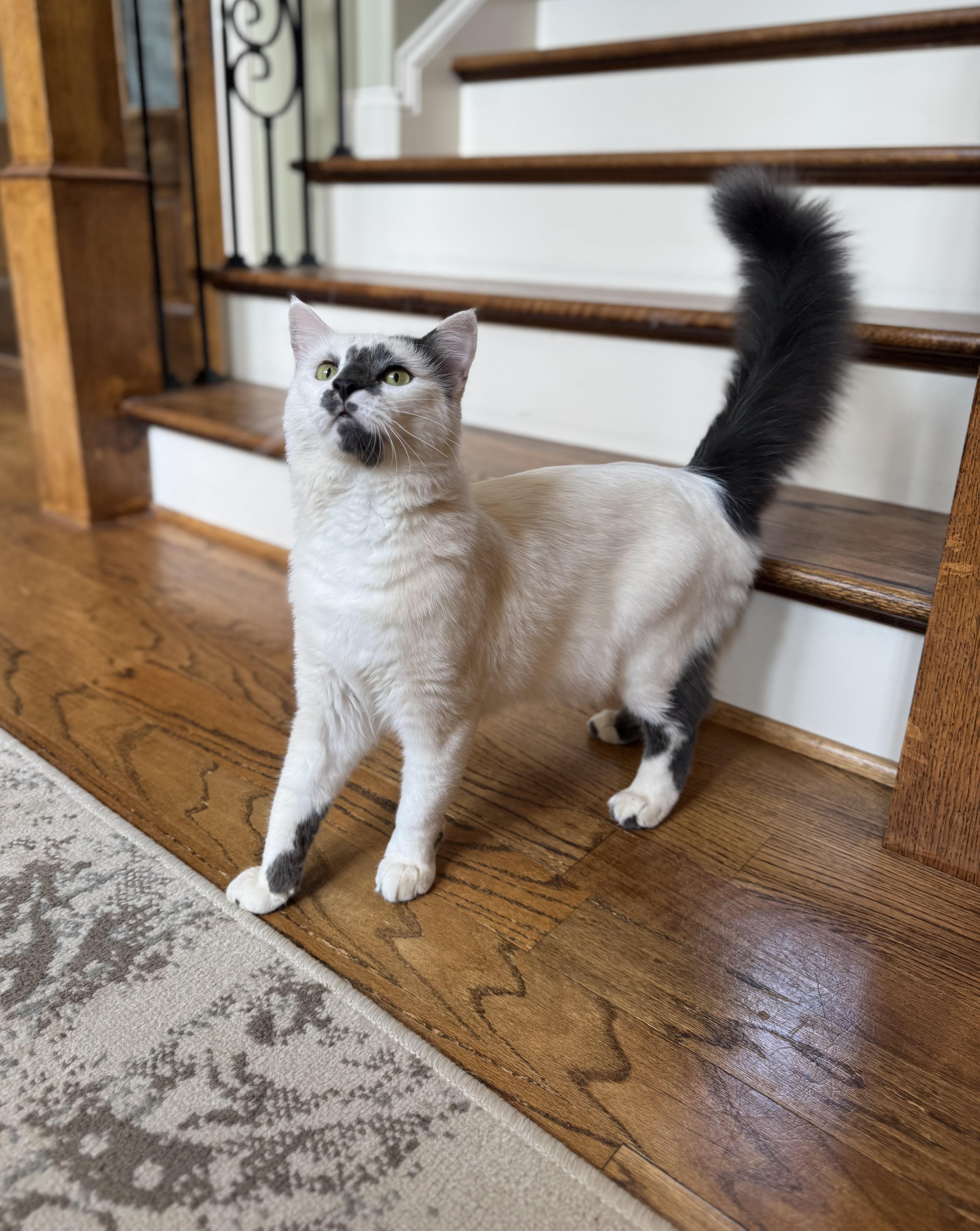 A young large-sized male White Turkish Angora cat named Sammy D for adoption in Tuscaloosa, AL