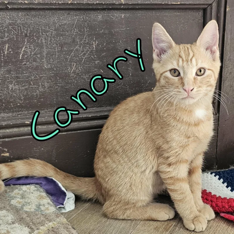 Canary thumbnail 2