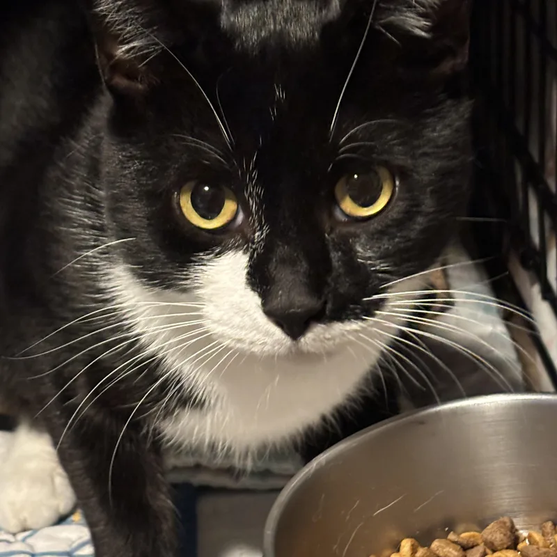 An adult small-sized male Black & White / Tuxedo Domestic Short Hair cat named John for adoption in Pittsburgh, PA