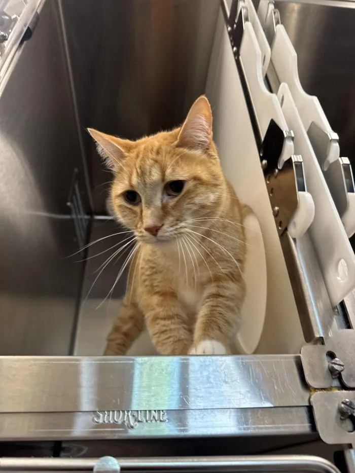 An adult small-sized male Orange & White Domestic Short Hair cat named Wybie for adoption in Hilton Head Island, SC