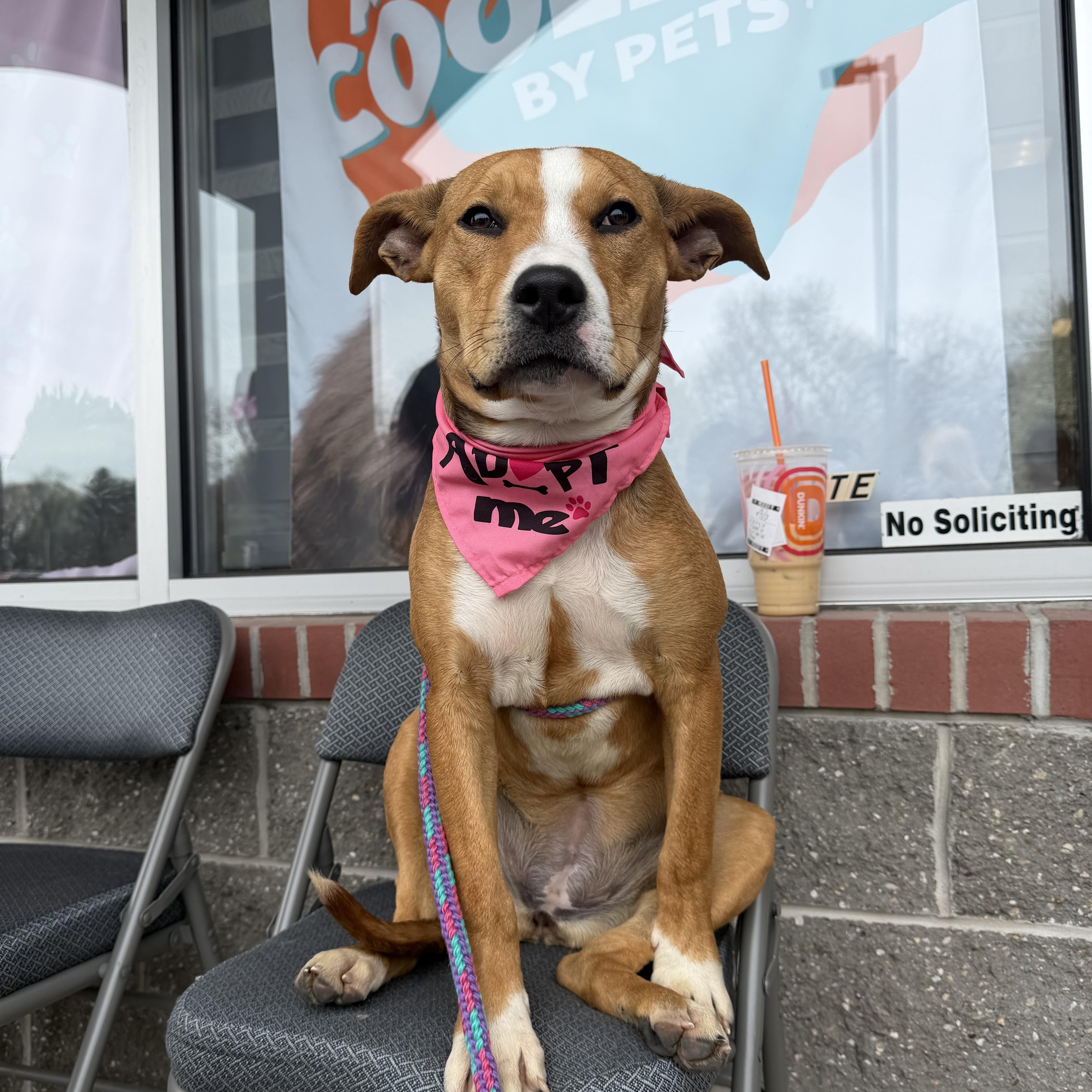 A young medium-sized female Golden American Staffordshire Terrier dog named Alice for adoption in Cumberland, RI