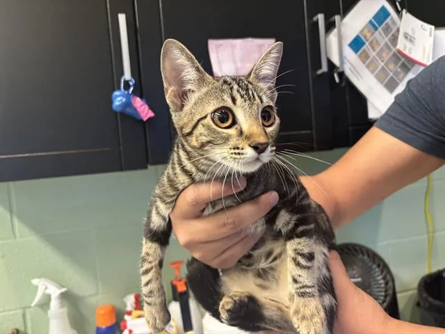 A baby small-sized female Domestic Short Hair cat named Star for adoption in Grand Prairie, TX
