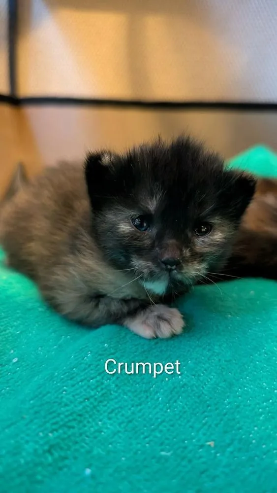 Crumpet thumbnail 4