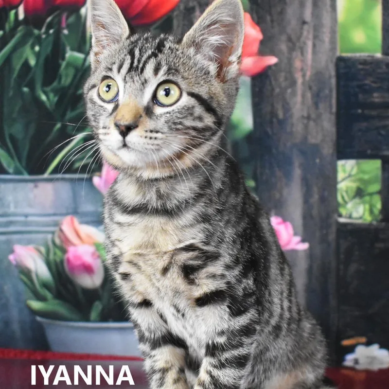 A baby small-sized female Black Domestic Short Hair cat named Iyanna for adoption in Yuma, AZ