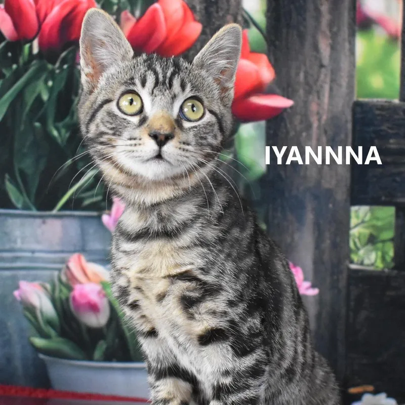 Iyanna thumbnail 2