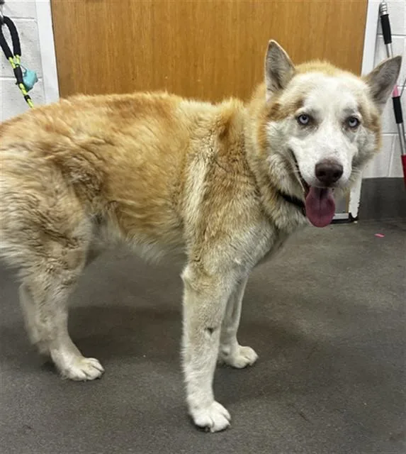 A senior large-sized male Siberian Husky dog named Rocky for adoption in Upper Marlboro, MD