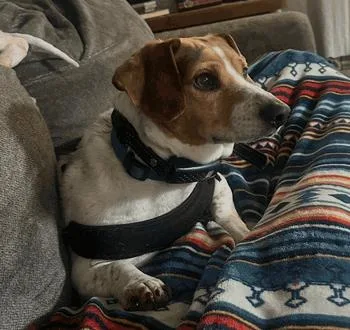 An adult medium-sized male Tricolor (Brown, Black, & White) Beagle dog named Murphy for adoption in West Decatur, PA