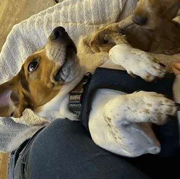 Murphy thumbnail 5