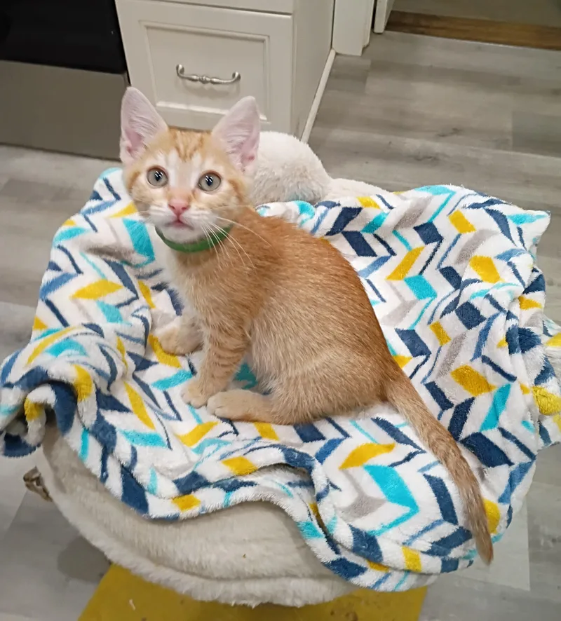 A baby medium-sized female Tabby (Orange / Red) Domestic Short Hair cat named Crush super snuggly for adoption in Hendersonville, TN