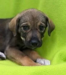 A young large-sized female Shepherd dog named New York for adoption in Kansas City, MO