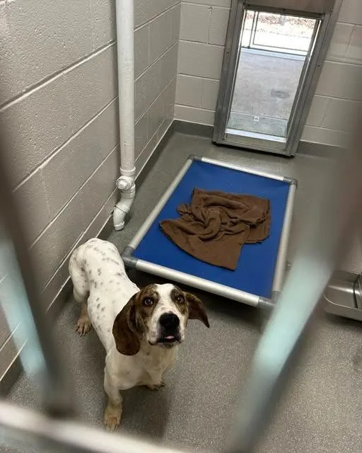 An adult medium-sized male Basset Hound dog named Orbitz for adoption in East Ridge, TN