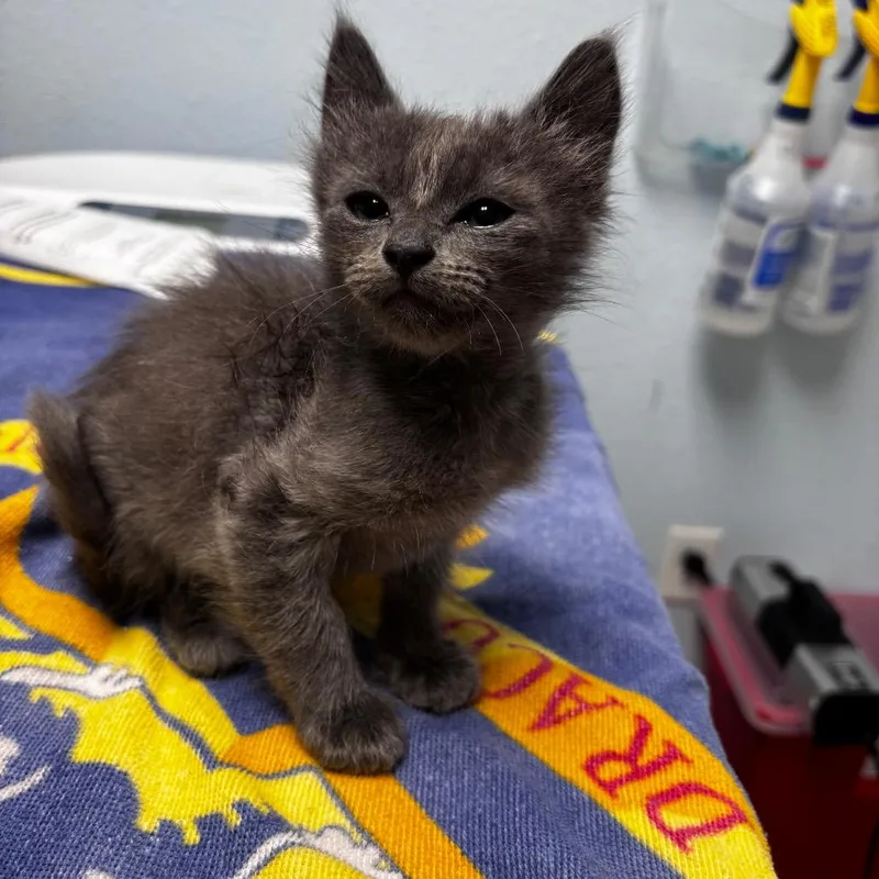 A baby small-sized female Domestic Medium Hair cat named Dove for adoption in Riverside, CA