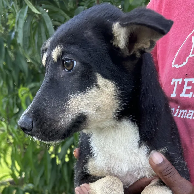 A baby medium-sized male Black German Shepherd Dog dog named Rowdy  Local July for adoption in Brookshire, TX
